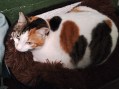 Lady (3)